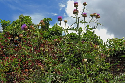 Artichokes