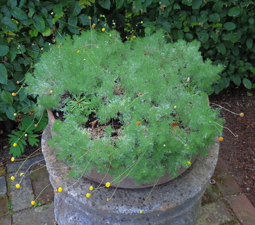 Pot