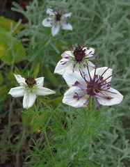 White flowers