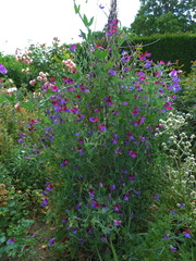 Purple flowers