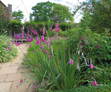 Purple flowers