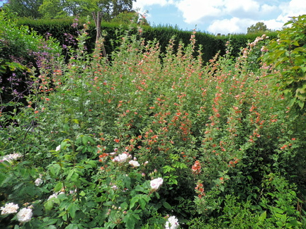 Orange flowers