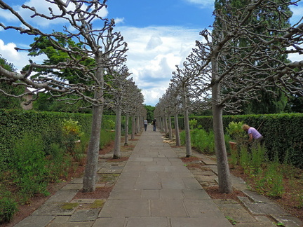 Lime Walk