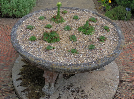 Succulent dish