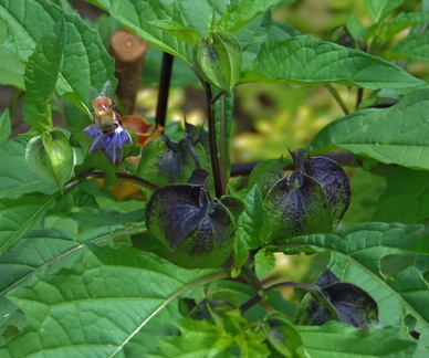 Bee