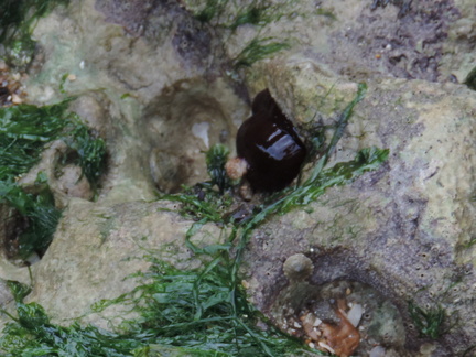 Anemone