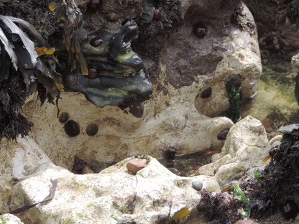 Anemones