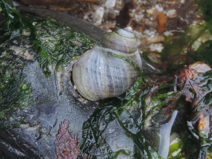 Snail