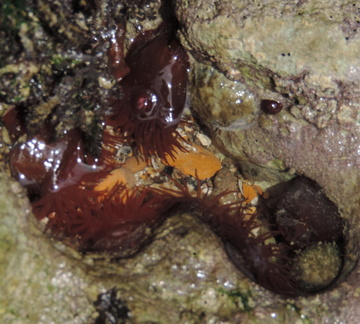 Anemones