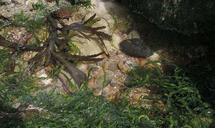 Rock pool