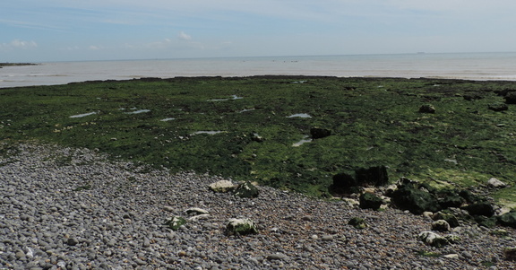 Seaweed