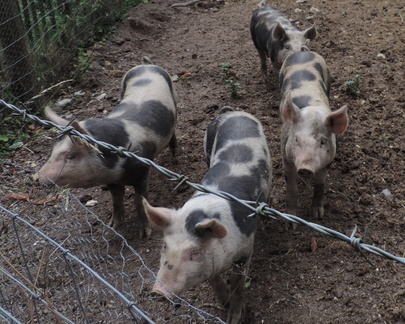 Piglets