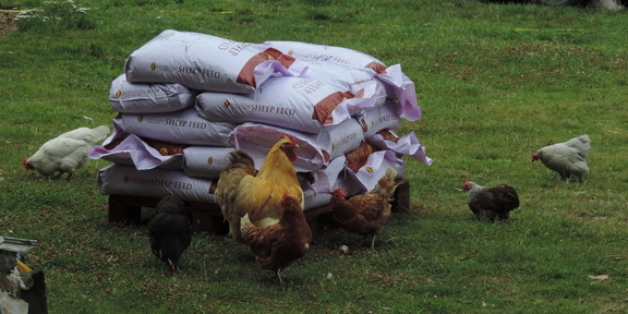 Chickens