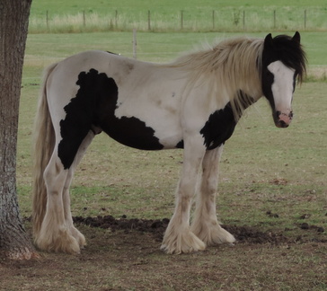 Horse
