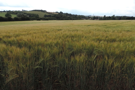 Field
