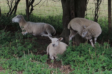 Sheep