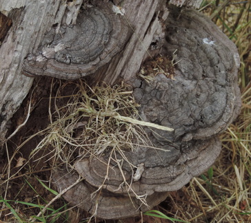 Fungus