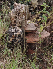 Fungus
