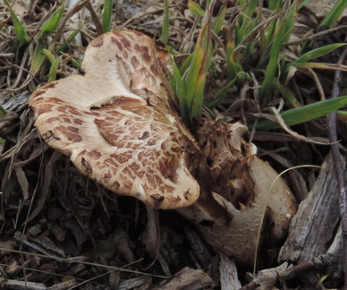 Fungus
