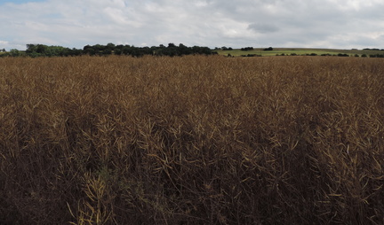 Rape seed