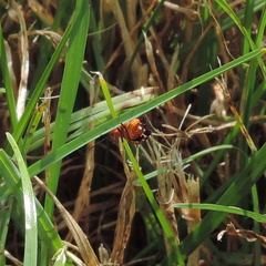 Insect