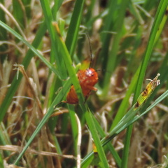 Insect