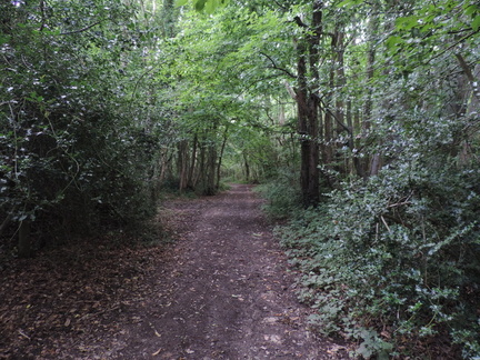 Woods