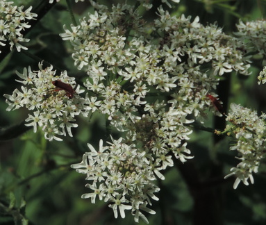 Insects