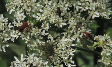 Insects
