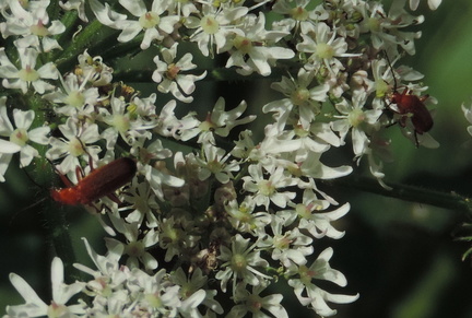 Insects