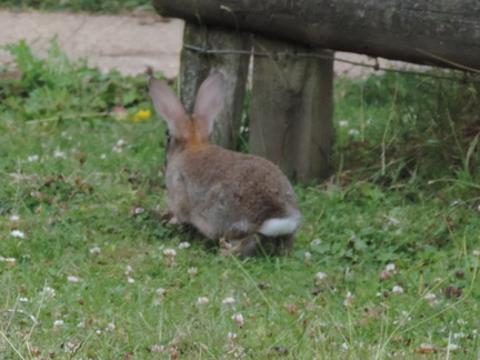 Rabbit