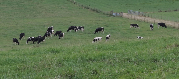 Cows