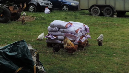 Chickens