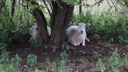Sheep