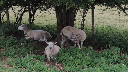Sheep