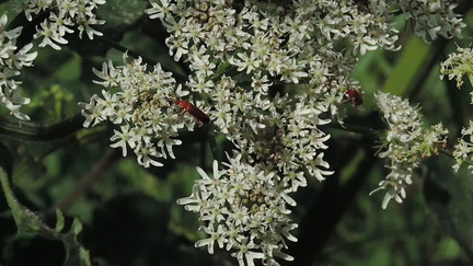 Insects