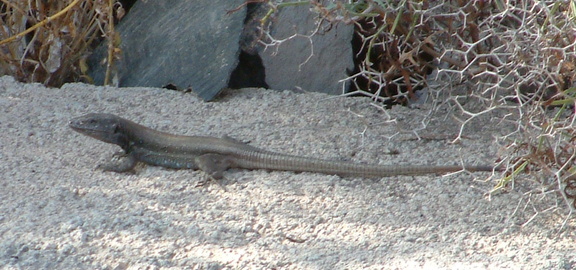 Lizard