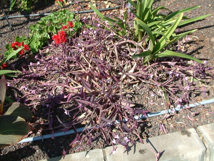 Purple plant