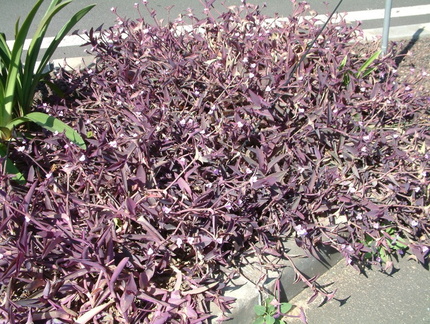 Purple plant
