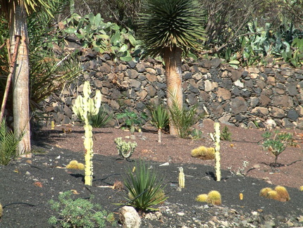 Cacti