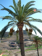 Palm tree
