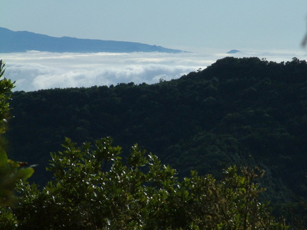 Forest and clouds