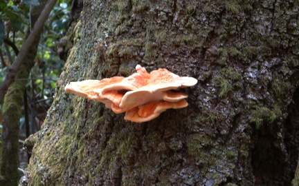 Fungus
