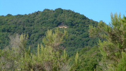 Trees on the hillside