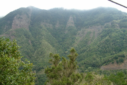 Forest below the clouds