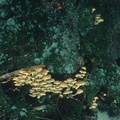 Mushrooms