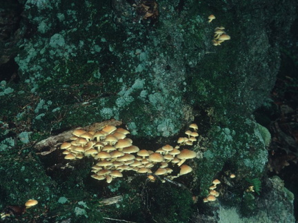Mushrooms