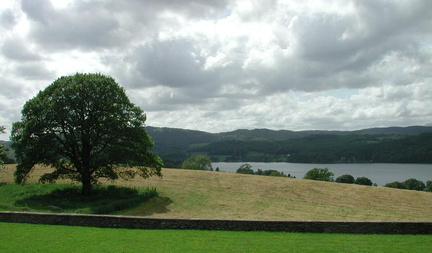 Tree, fields and lake