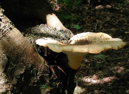 Fungus