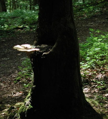 Fungus on tree